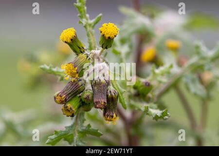 Photo macro d'une plante commune de l'arachide (senecio vulgaris) Banque D'Images