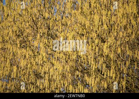 Un arbre noisette en février ensoleillé présentant des chatons mâles jaunes, également connu sous le nom de queues d'agneaux. Les fleurs femelles beaucoup plus petites poussent sur les mêmes tiges que Banque D'Images