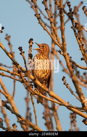 Song Grush (Turdus Philomelos) chantant dans l'arbre au coucher du soleil - Écosse, Royaume-Uni Banque D'Images