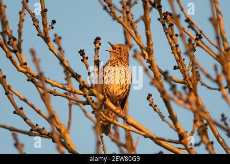 Song Grush (Turdus Philomelos) chantant dans l'arbre au coucher du soleil - Écosse, Royaume-Uni Banque D'Images