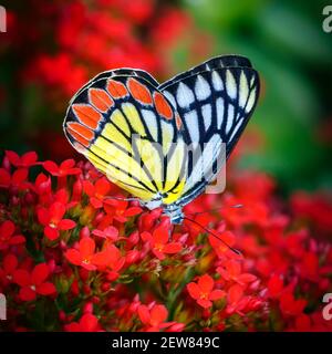 Papillon peint commun Jezebel ou Delias eucharis, famille des Pieridae, avec ailes fermées dans plusieurs fleurs rouges de Kalanchoe avec rouge foncé coloré vert Banque D'Images