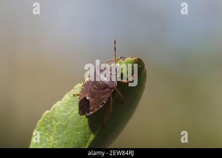 Insecte de bouclier vert (Palomena prasina) De la famille des Pentatomidae dans ses couleurs hivernales brunes Une feuille de fuseau japonais (Euonymus japonicus) Banque D'Images