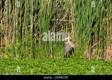 Héron violet (Ardea purpurea), Lac de Varèse, Varèse, Italie. Banque D'Images