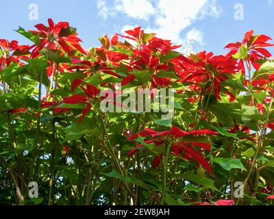 Canopée d'un arbre de poinsettia contre le ciel bleu, capturée sur la place principale de la ville de Moniquira, dans le département de Boyaca, en Colombie. Banque D'Images