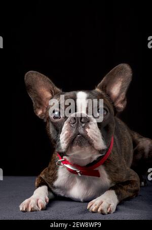 Closeup portrait of beautiful boston terrier pure race funny face Banque D'Images