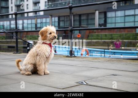 Un chien marron très mignon et affoui est pris pour un promenez-vous le long du canal Banque D'Images