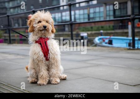 Un chien marron très mignon et affoui est pris pour un promenez-vous le long du canal Banque D'Images