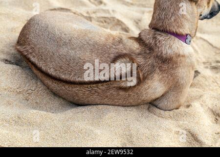 Chien Phu Quoc Ridgeback vietnamien sur l'île de la plage Banque D'Images