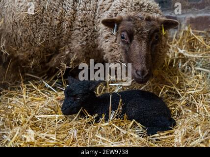 Mère Shetland brebis brebis avec agneau nouveau-né dans le foin dans la grange, Écosse, Royaume-Uni Banque D'Images