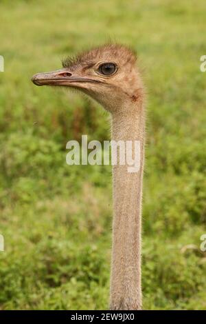 Un gros plan vertical du cou et de la tête de autruche commune sur un arrière-plan flou Banque D'Images
