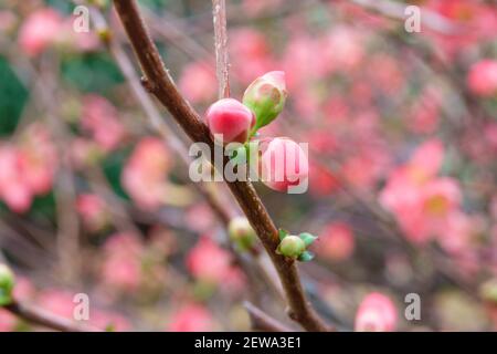 Jolies fleurs de begonia rose corail, semperflorens begonias, cire begonia dans le jardin. Banque D'Images