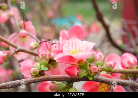 Jolies fleurs de begonia rose corail, semperflorens begonias, cire begonia dans le jardin. Banque D'Images