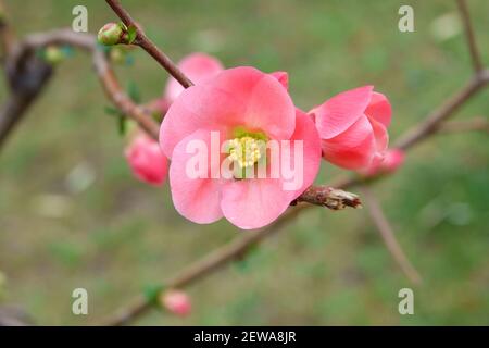 Jolies fleurs de begonia rose corail, semperflorens begonias, cire begonia dans le jardin. Banque D'Images