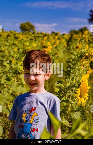 Un joli rouge à tête rouge, un garçon aux yeux bleus sur un t-shirt gris debout dans un champ de tournesol par une belle journée d'été Banque D'Images