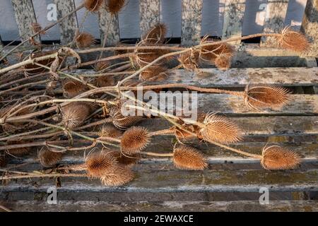 Cuillerées à thé sur un vieux banc en bois en automne Banque D'Images