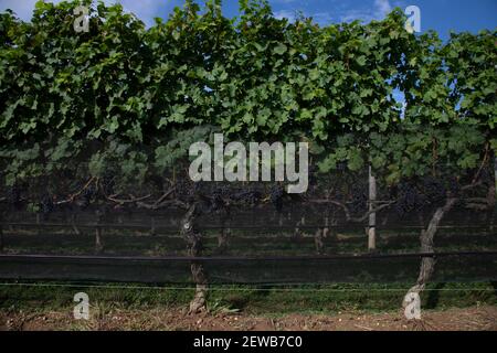 Une rangée de vignes rouges avec système d'irrigation Un vignoble sur long Island New York Etats-Unis Banque D'Images