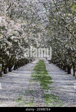 Modesto, CA, États-Unis 2 mars 2021. Certains appellent la neige de la vallée dans le centre de la Californie, mais ce n'est que les fleurs d'amandiers qui causent une couverture blanche parfaite sur les amandiers. Crédit : Marty Bicek/ZUMA Wire/Alay Live News Banque D'Images