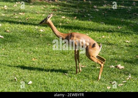 Le sud du gerenuk Litocranius walleri dans le paysage de l'herbe Banque D'Images