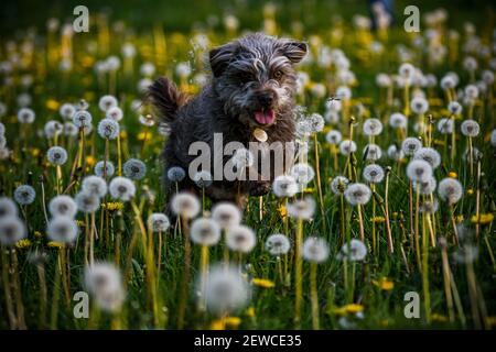 Photo sélective d'un adorable chiot Bedlington Terrier blanc et marron qui traverse un champ de pissenlits. Banque D'Images