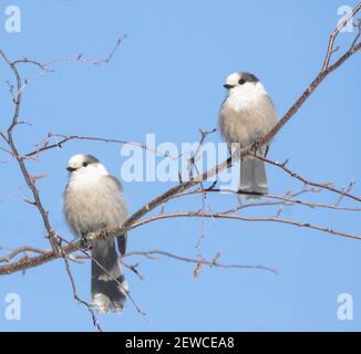 Deux baies grises du Canada (Perisoreus canadensis) partage d'une branche avec fond bleu ciel Banque D'Images