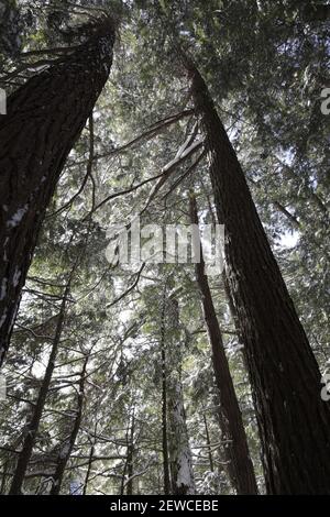 Vue vers le haut des branches d'arbres sur les grands arbres dans l'épaisseur forêt Banque D'Images