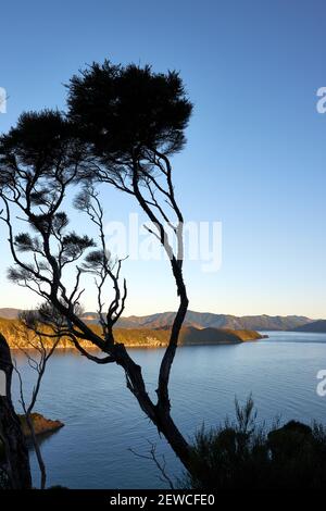 Vue depuis la tête de la Marlborough Sounds Down Queen Charlotte Sound du sanctuaire de la nature de l'île Motuara Banque D'Images