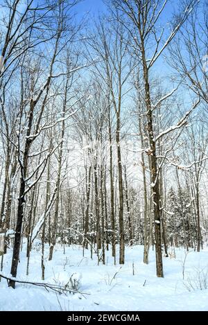 forêt d'érable enneigée en hiver Banque D'Images