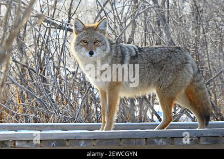 Un coyote sauvage 'Canis latranss', marchant sur la promenade du castor à Hinton Alberta Canada Banque D'Images