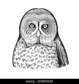 Portrait de hibou en style stylo à encre noire et blanche. Illustration de Vecteur