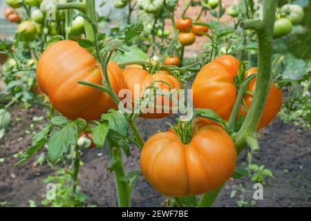 Beaucoup de grosses tomates rouges mûrisantes croissant en serre de film, perspective et gros plan Banque D'Images
