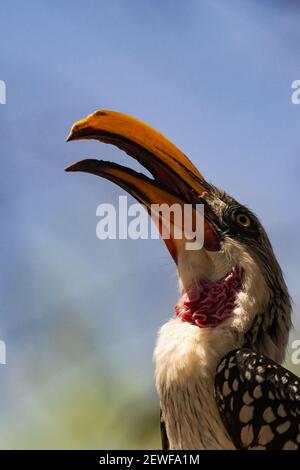 Hornbill à facturation jaune de l'est Banque D'Images