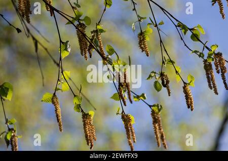 Petits pains de chatons de bouleau sur les branches en floraison printanière période Banque D'Images