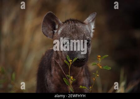 Hyena Cub tachetée - Parc national Kruger; Afrique du Sud; 15/12/2020 Banque D'Images