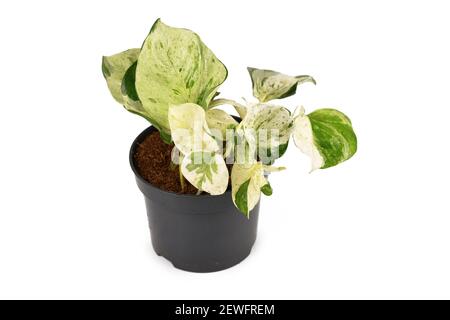 Le pothos tropical 'Epipremnum Auremum Manjula' est isolé dans un pot de fleurs sur fond blanc Banque D'Images