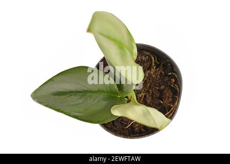 Petite plante-maison tropicale 'Scindapsus Treubii Moonligh' dans un pot de fleurs isolé sur fond blanc Banque D'Images