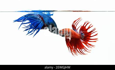 Poisson de betta bleu et rouge, poisson de combat isolé sur fond blanc. Banque D'Images