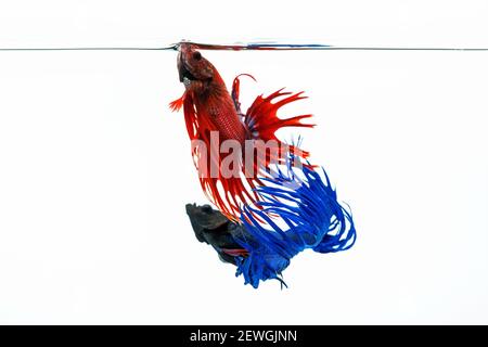 Poisson de betta bleu et rouge, poisson de combat isolé sur fond blanc. Banque D'Images
