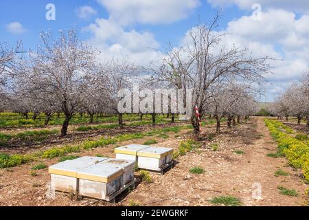 Ruches d'abeilles parmi les amandiers fleuris dans le verger d'Israël Banque D'Images