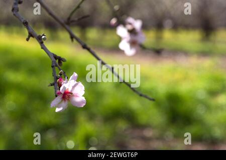 Fleurs d'amandiers en gros plan dans le verger. Israël Banque D'Images