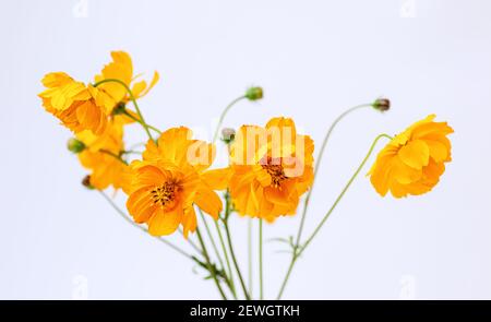 Bouquet d'été frais de fleurs orange cosmos sur fond blanc. Décoration florale. Mise au point sélective. Gros plan. Banque D'Images