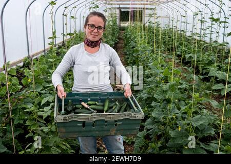 Femme debout dans un tunnel en polyéthylène, tenant une caisse avec des courgettes fraîchement cueillies. Banque D'Images