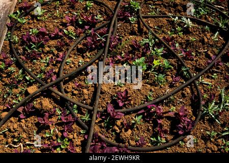 Vue en grand angle du tuyau d'irrigation et des jeunes légumes d'une ferme. Banque D'Images