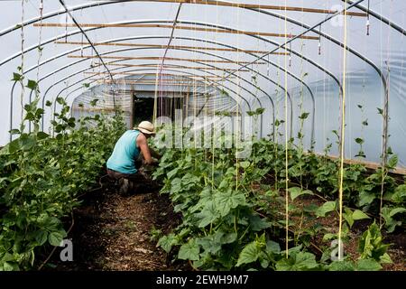 Femme s'agenouillant dans un tunnel en polyéthylène, tendant les plantes de courgettes. Banque D'Images