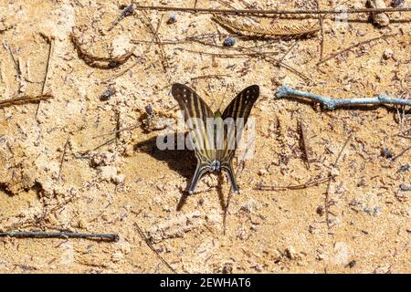 Faune brésilienne : gros plan de l'aile à nombreuses bandes (Marpesia chiron) dans un habitat naturel près de Chapada dos Guimaraes à Mato Grosso, Brésil Banque D'Images