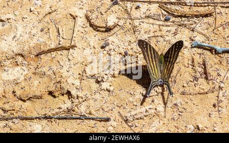 Joli papillon coloré (Marpesia chiron) dans l'habitat naturel dans le parc national Chapada dos Guimaraes à Mato Grosso, Brésil Banque D'Images