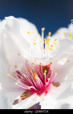 Gros plan extrême d'une fleur d'amandier contre ciel bleu - mise au point sélective Banque D'Images