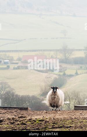 Sheep de Swaledale à Eskdale sur les Maures de North York Le Royaume-Uni au printemps Banque D'Images