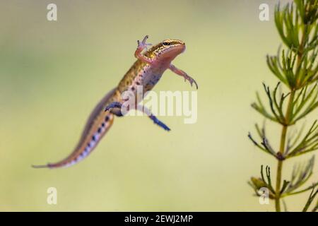 Palmate newt (Lissotriton helveticus) espèce amphibie aquatique colorée, homme, nageant dans l'habitat d'eau douce de l'étang. Scène sauvage sous-marine d'animaux dans n Banque D'Images