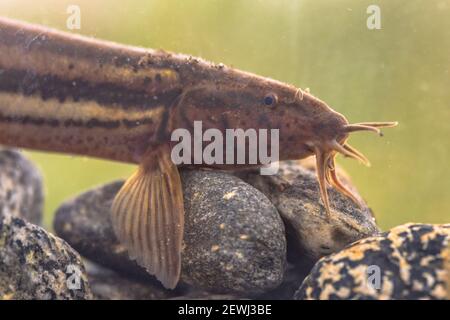 Météo loach (Misgurnus fossilis) portrait dans un étang à habitat naturel. Photo sous l'eau dans la rivière. La faune dans la nature. Photographie sous-marine de la lande Banque D'Images