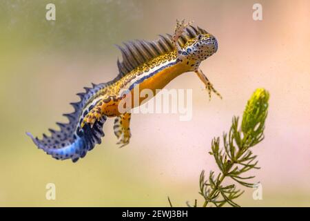 Le nouveau-Té à bandes méridionales (Ommatotriton vittatus), amphibie aquatique mâle, nage dans l'habitat d'eau douce de l'étang. Scène sous-marine de la faune de l'animal dans la nat Banque D'Images